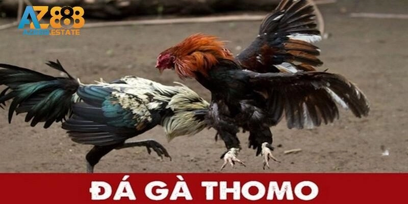 Đá Gà Thomo – Kinh Nghiệm Siêu Đỉnh Giúp Bet Thủ Thắng Lớn