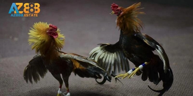 Đơn vị uy tín để đá gà