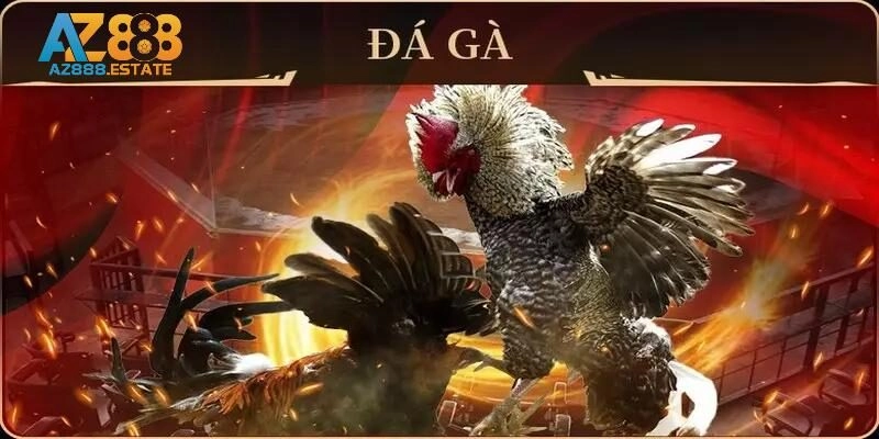 Đá Gà Chọi – Khám Phá Các Hình Thức Đấu Kê Đẳng Cấp