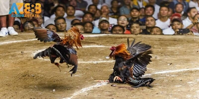 Đá gà thomo là gì?