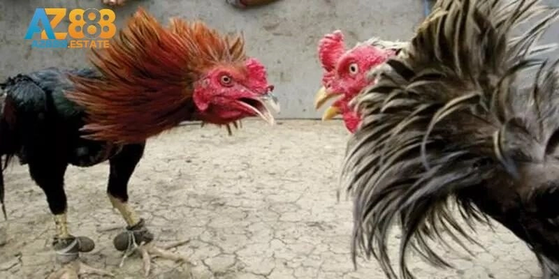 Các hình thức đá gà chọi nổi tiếng