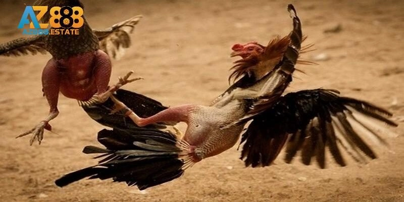 Điểm độc đáo thú vị khi gia nhập đá gà Thomo