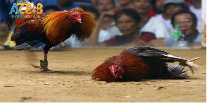 Giới thiệu khái quát về đá gà trực tuyến